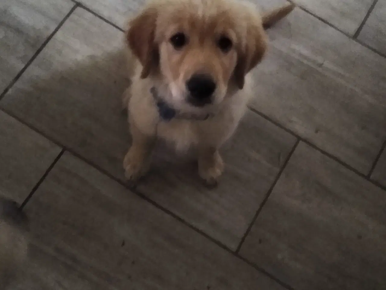 Billede 18 - Golden Retriever tilbydes til parring