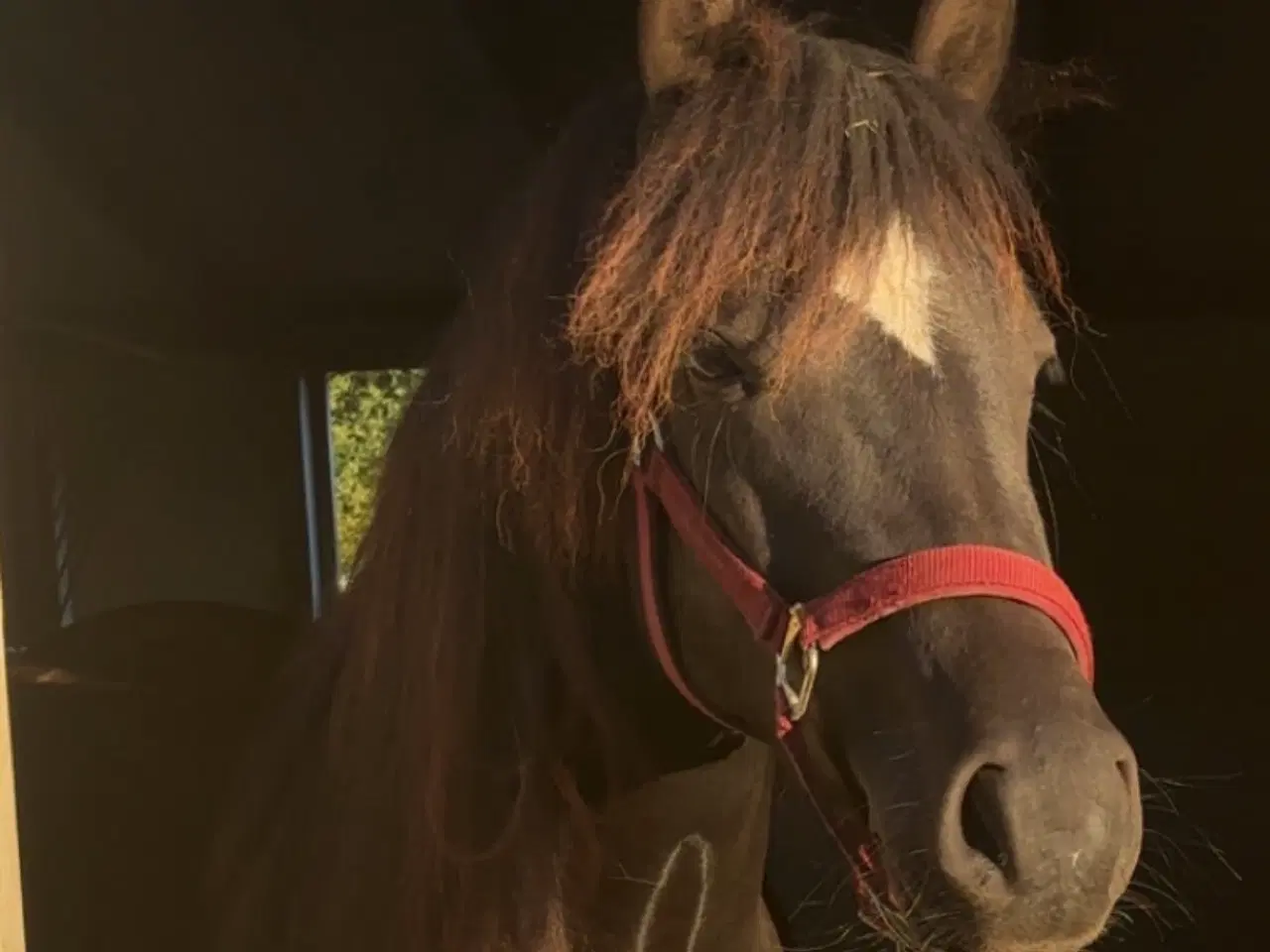 Billede 1 - Gigolos Daisy sælges