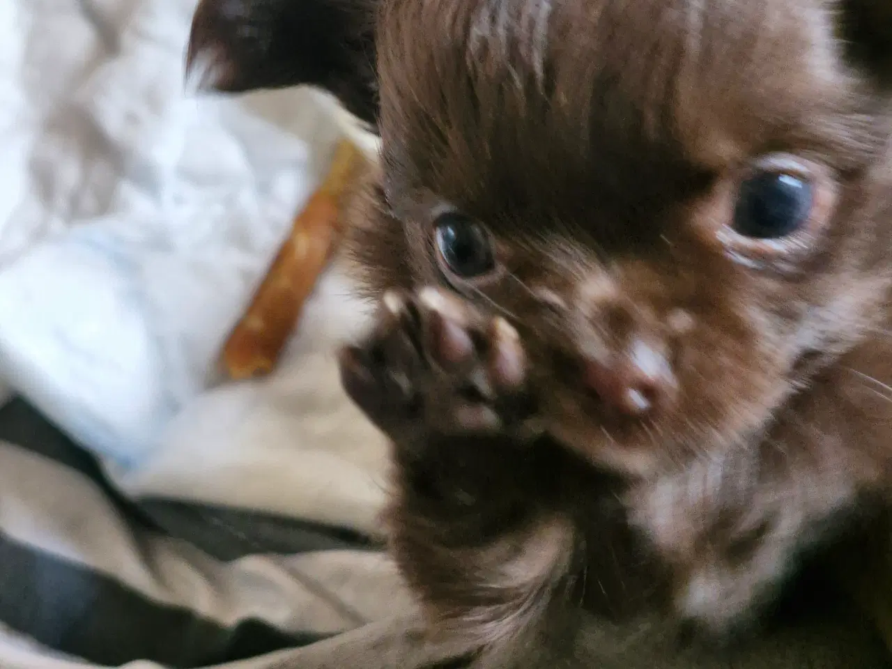 Billede 5 - Ægte chihuahua hvalpe 