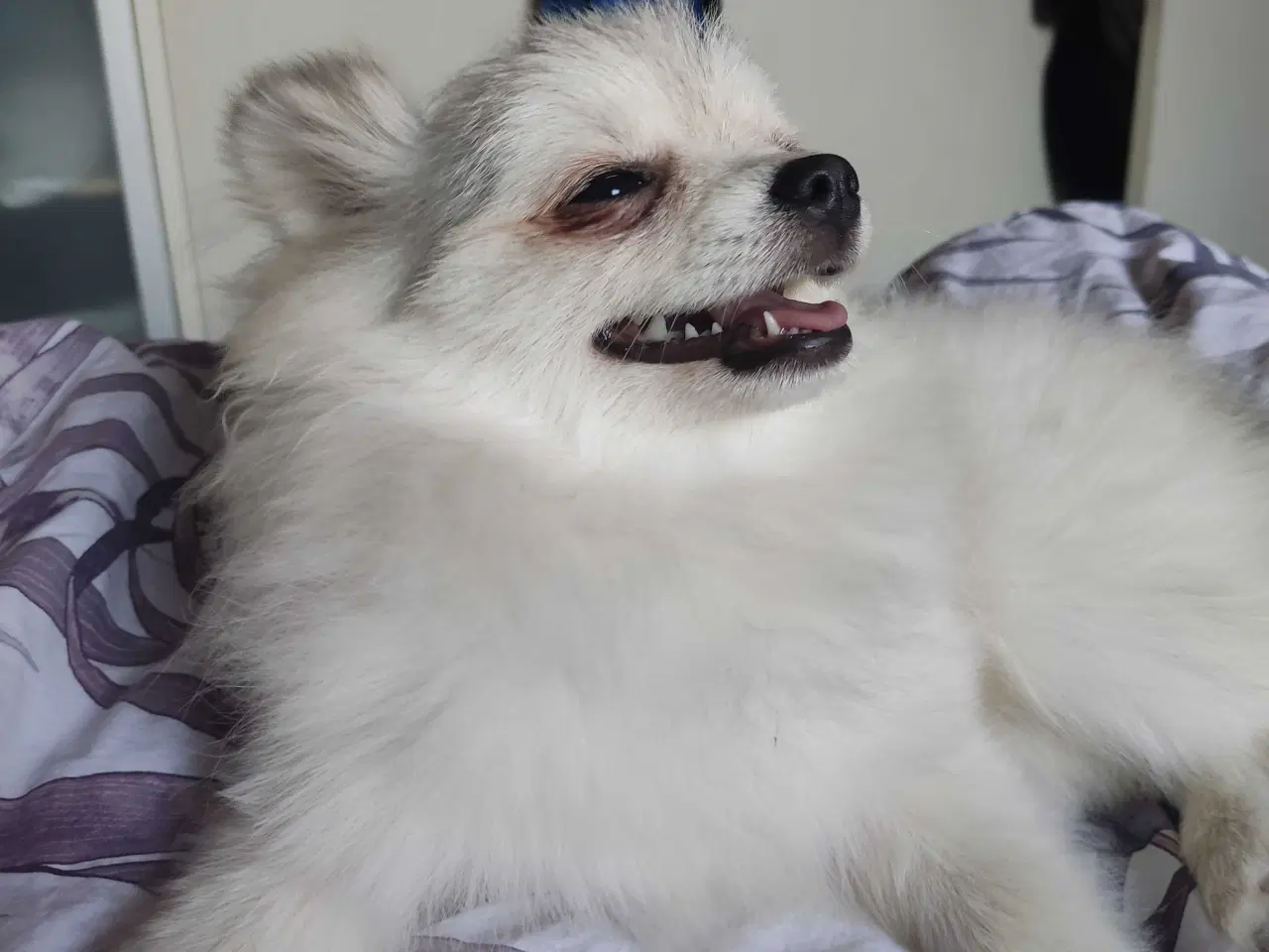 Billede 6 - Mini Pomeranian 