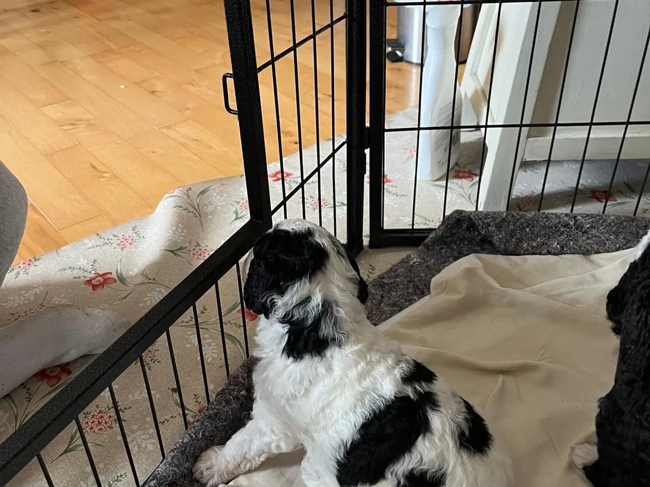 Billede 10 - Hvalpe af Spansk Vandhund