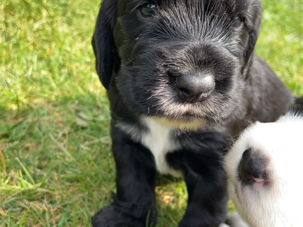 Billede 11 - Cocker Spaniel hvalpe klar til salg 18/5