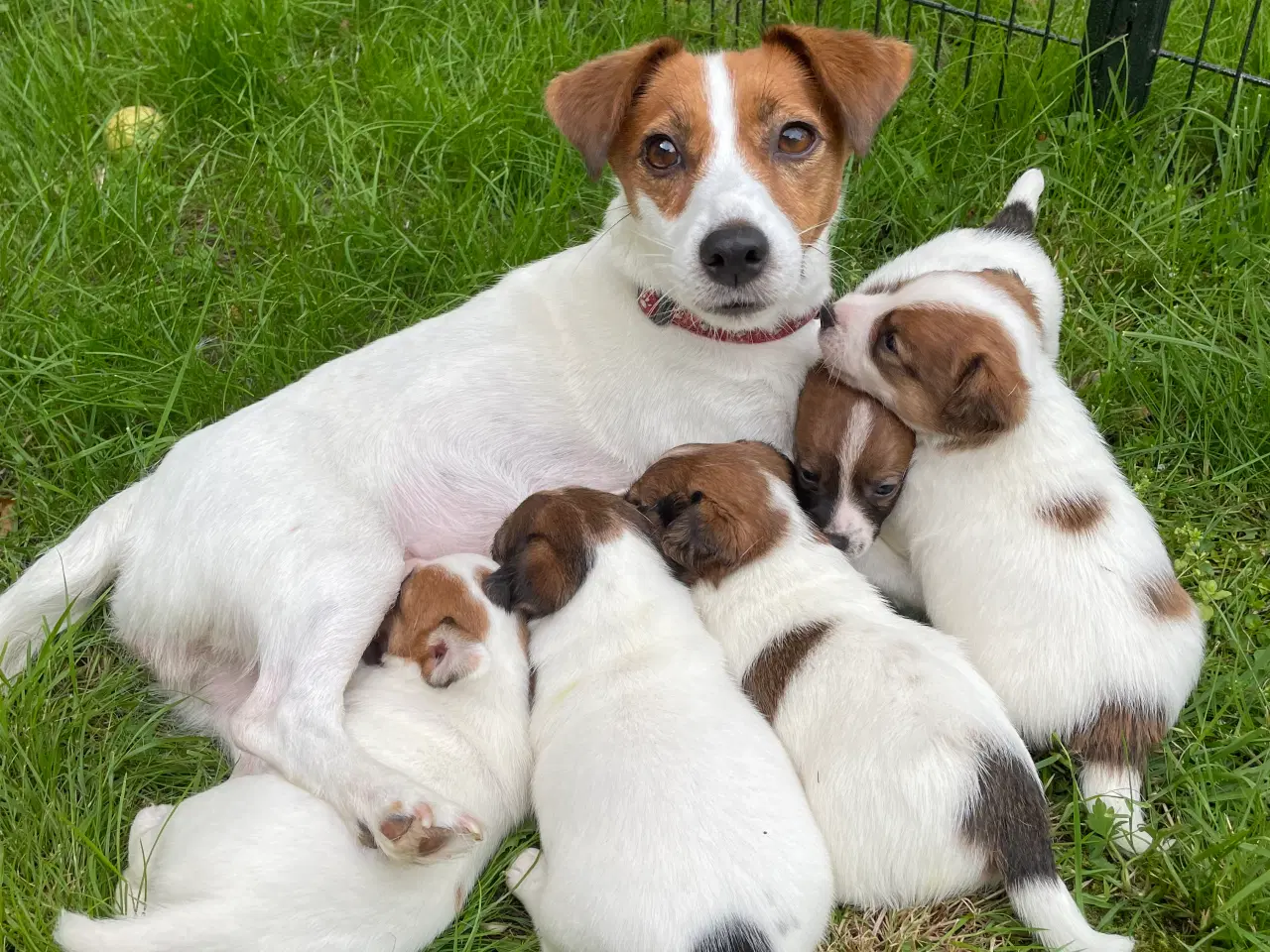 Billede 1 - Jack Russell hvalpe - Stueopdræt - DKK stamtavle