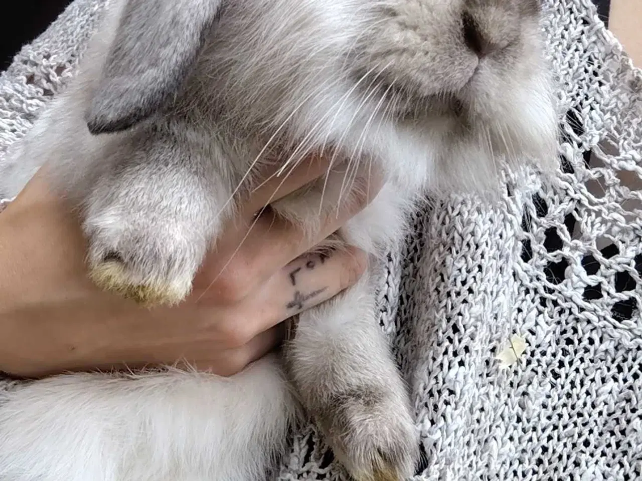 Billede 5 - Renlig 10 mdr. Og Kastreret 