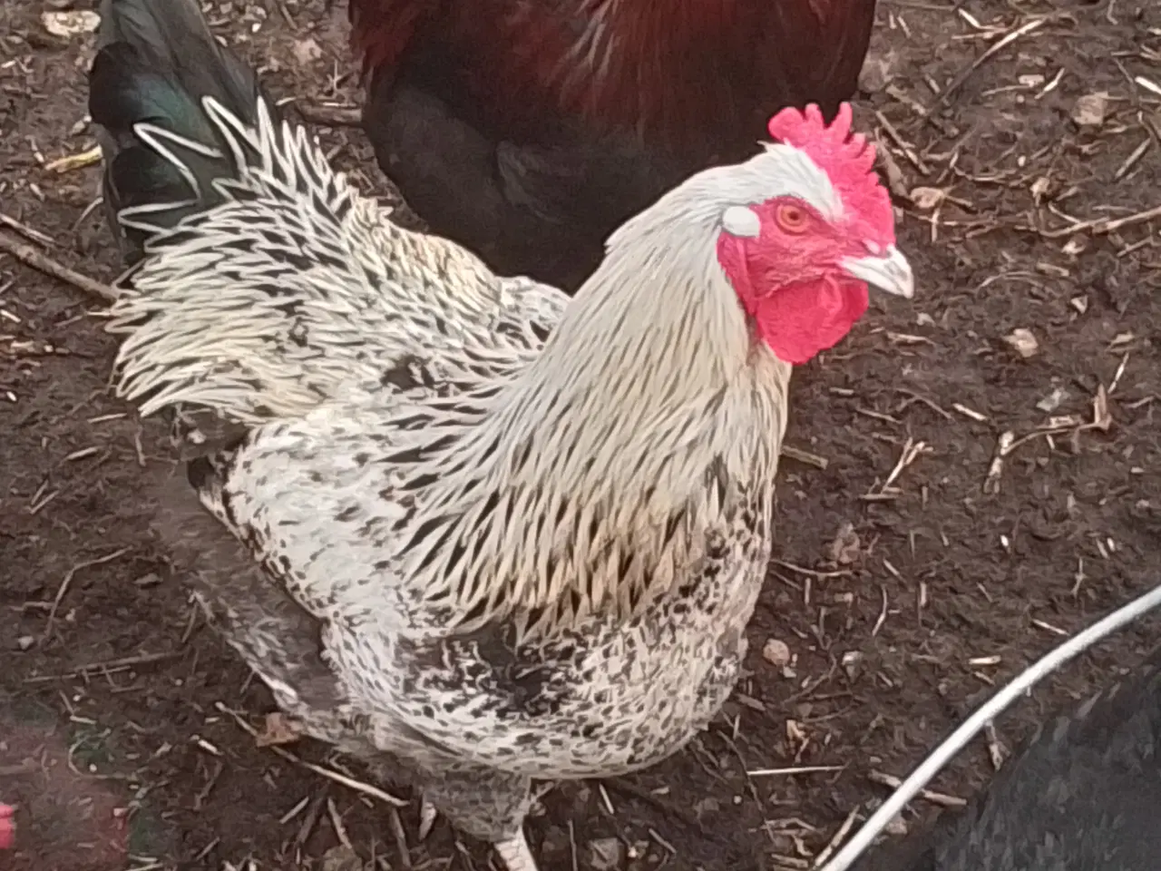 Billede 2 - Hane fra juni 2025