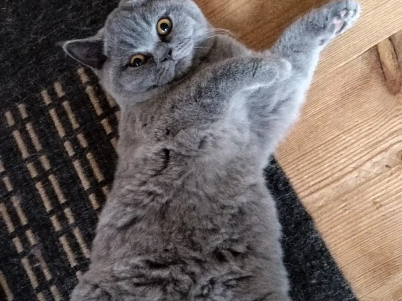 Billede 7 - British Shorthair Killinger 
