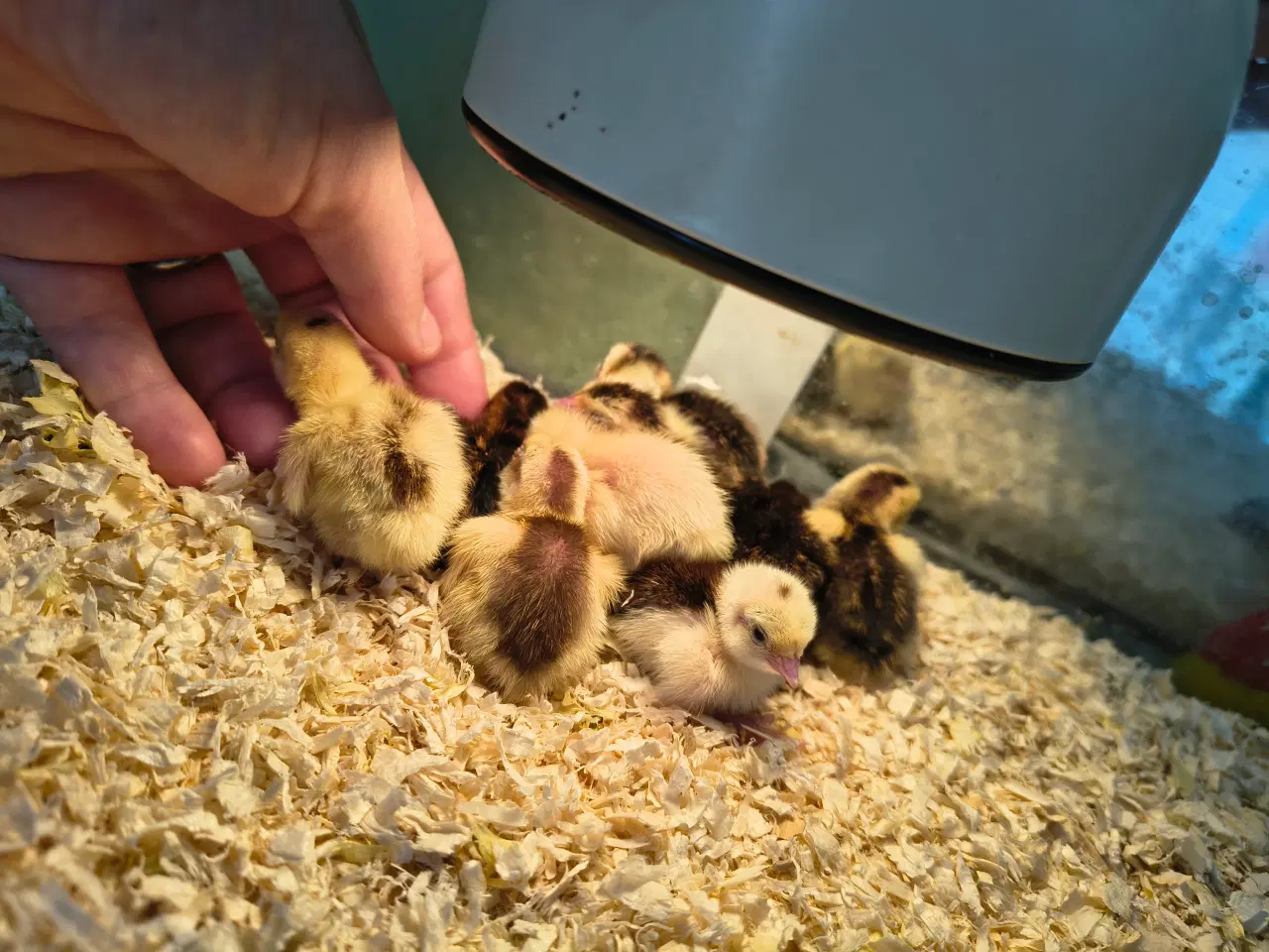 Billede 2 - Daggamle vagtelkyllinger klækket fredag den 10/4