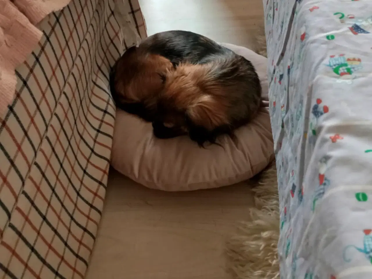 Billede 1 - chihuahua pekingeser Blanding 