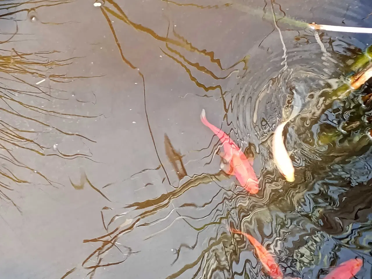 Billede 3 - Havedam med fisk og filter pumpe 