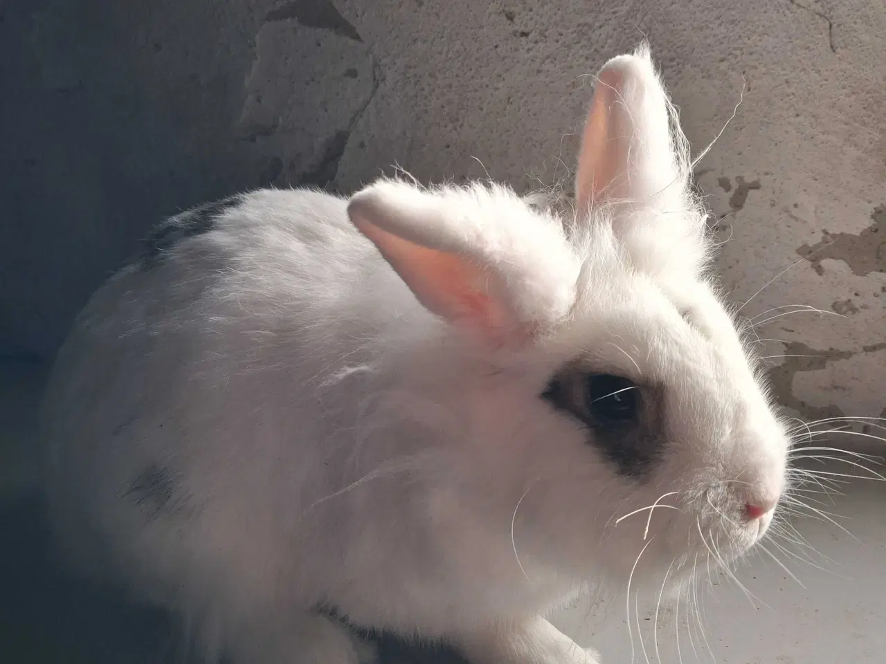 Billede 4 - Sød og kælen hankanin
