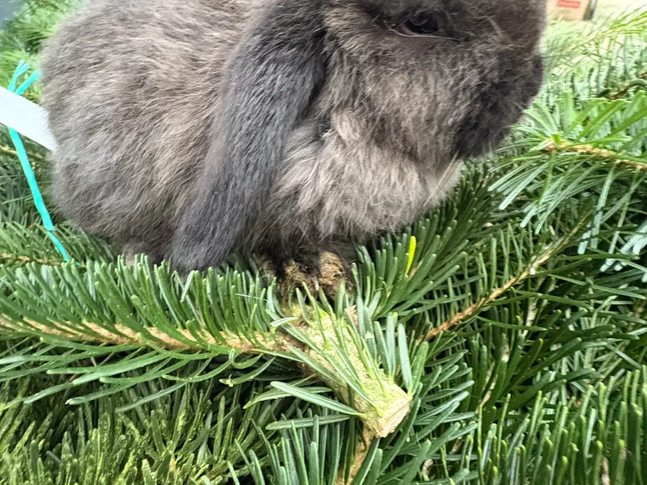 Billede 1 - Minilops han