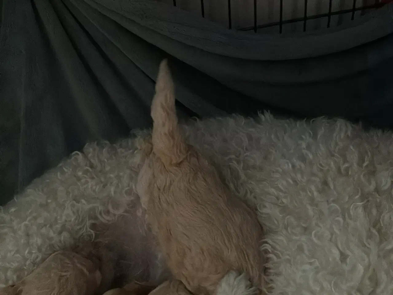 Billede 5 - Labradoodle F3 hvalpe 