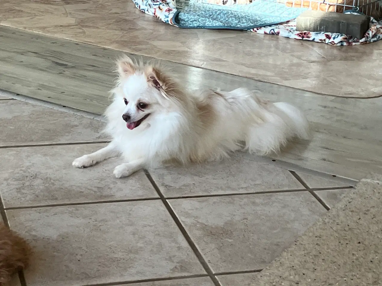 Billede 4 - Tæve. Pomeranian /chihua