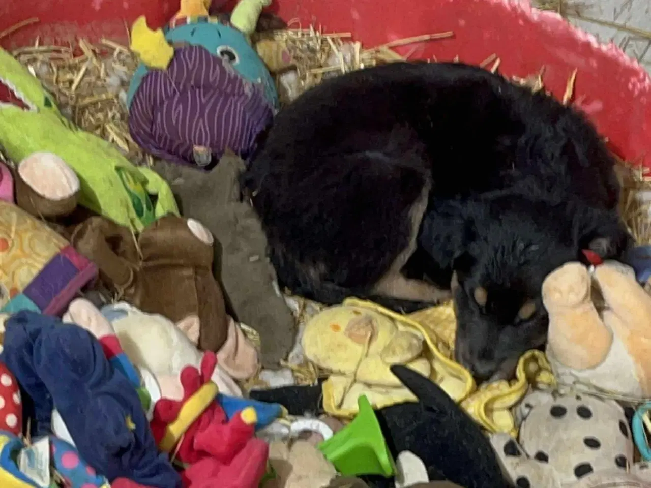 Billede 11 - Sødeste Crossaint søger familie 