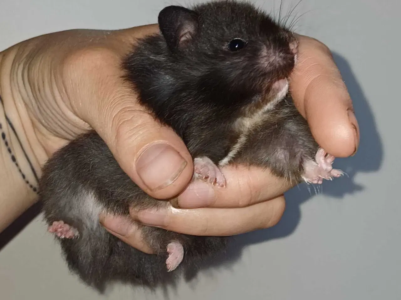 Billede 10 - Guldhamster unger 