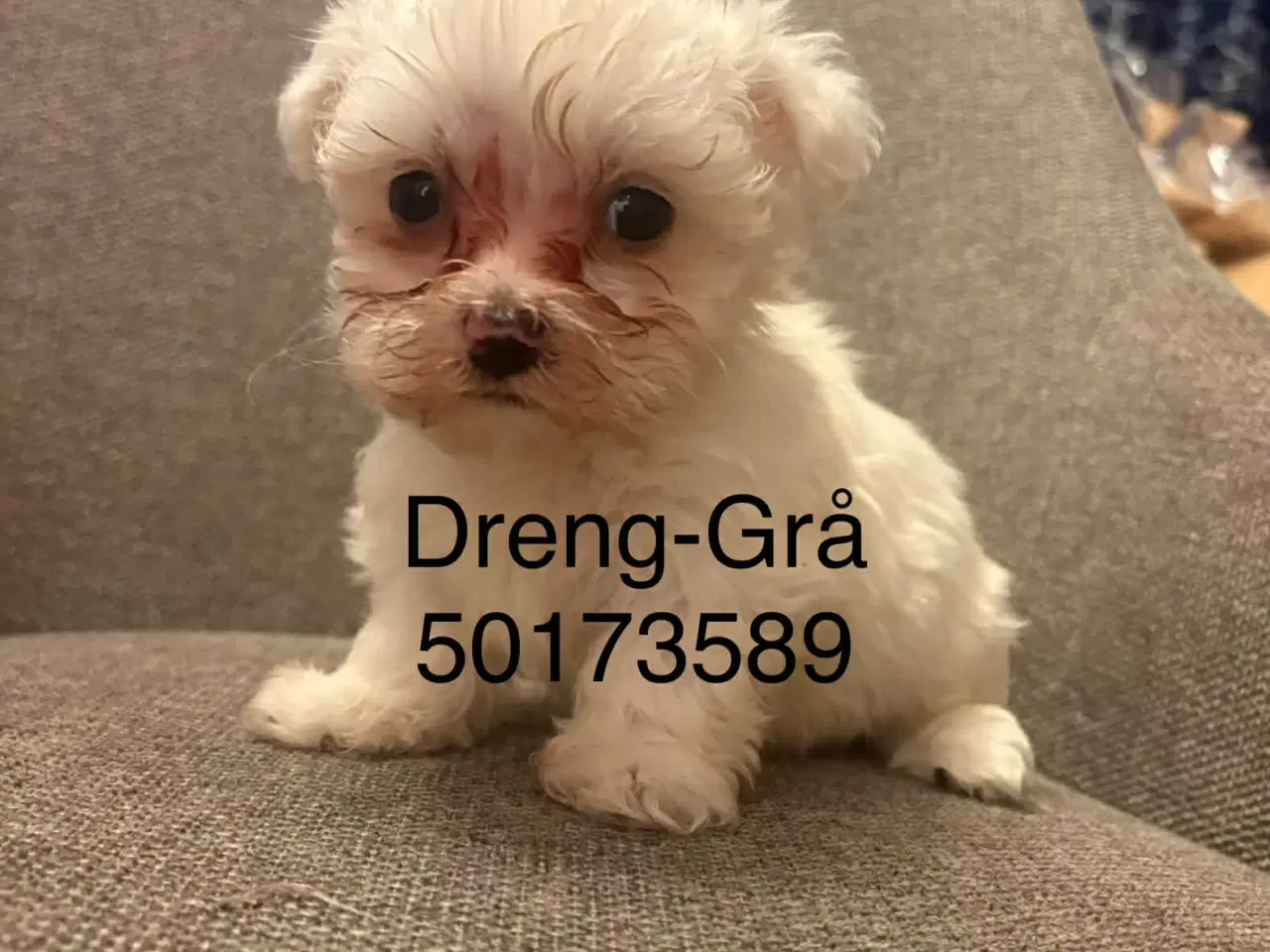 Billede 6 - Malteser hvalpe 6 uger