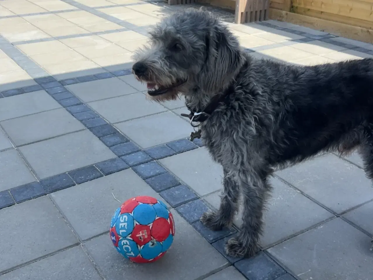 Billede 1 - 🐾Labradoodle søger nyt kærligt hjem🐾