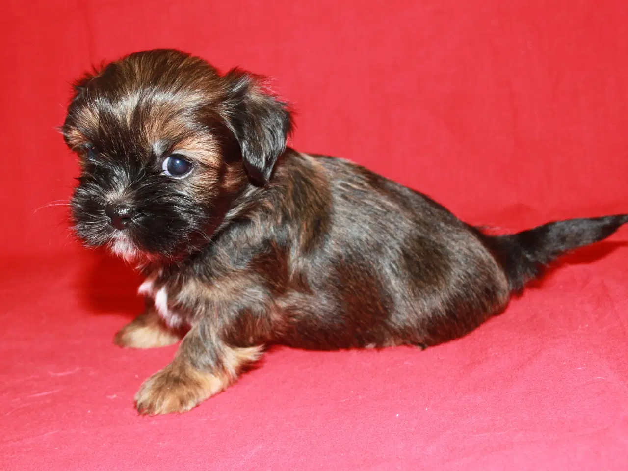 Billede 8 - Lhasa Apso hvalpe