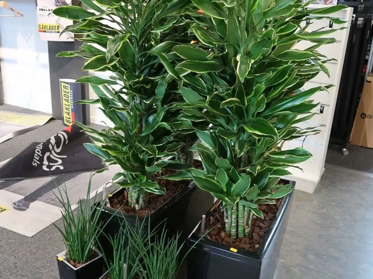 Billede 1 - 5 stk. Planter
