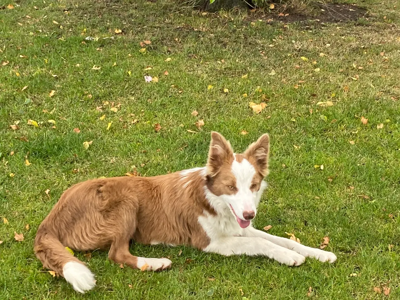Billede 19 - Border collie