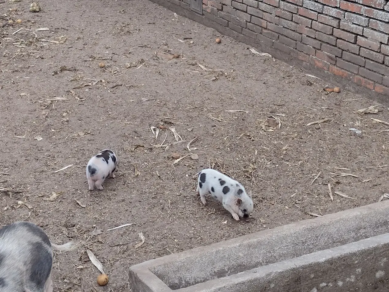 Billede 4 - Mini gris, 2 drenge 