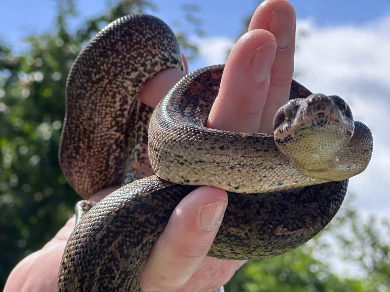 Billede 8 - Smuk Leopard Boa til salg 0,1 🐍