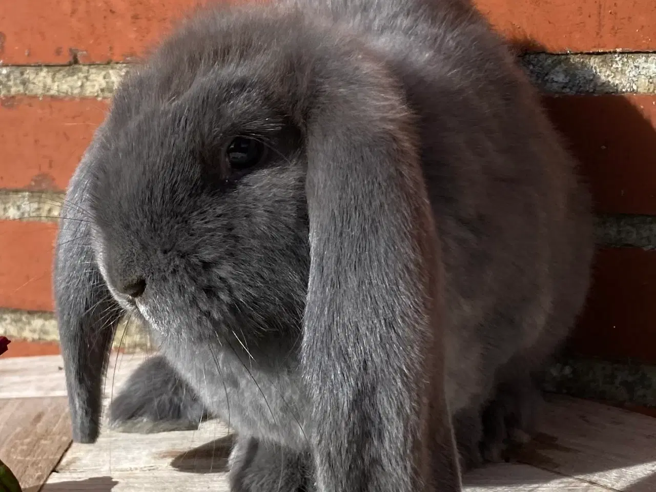 Billede 3 - FRANSK VÆDDER HUN BLÅ