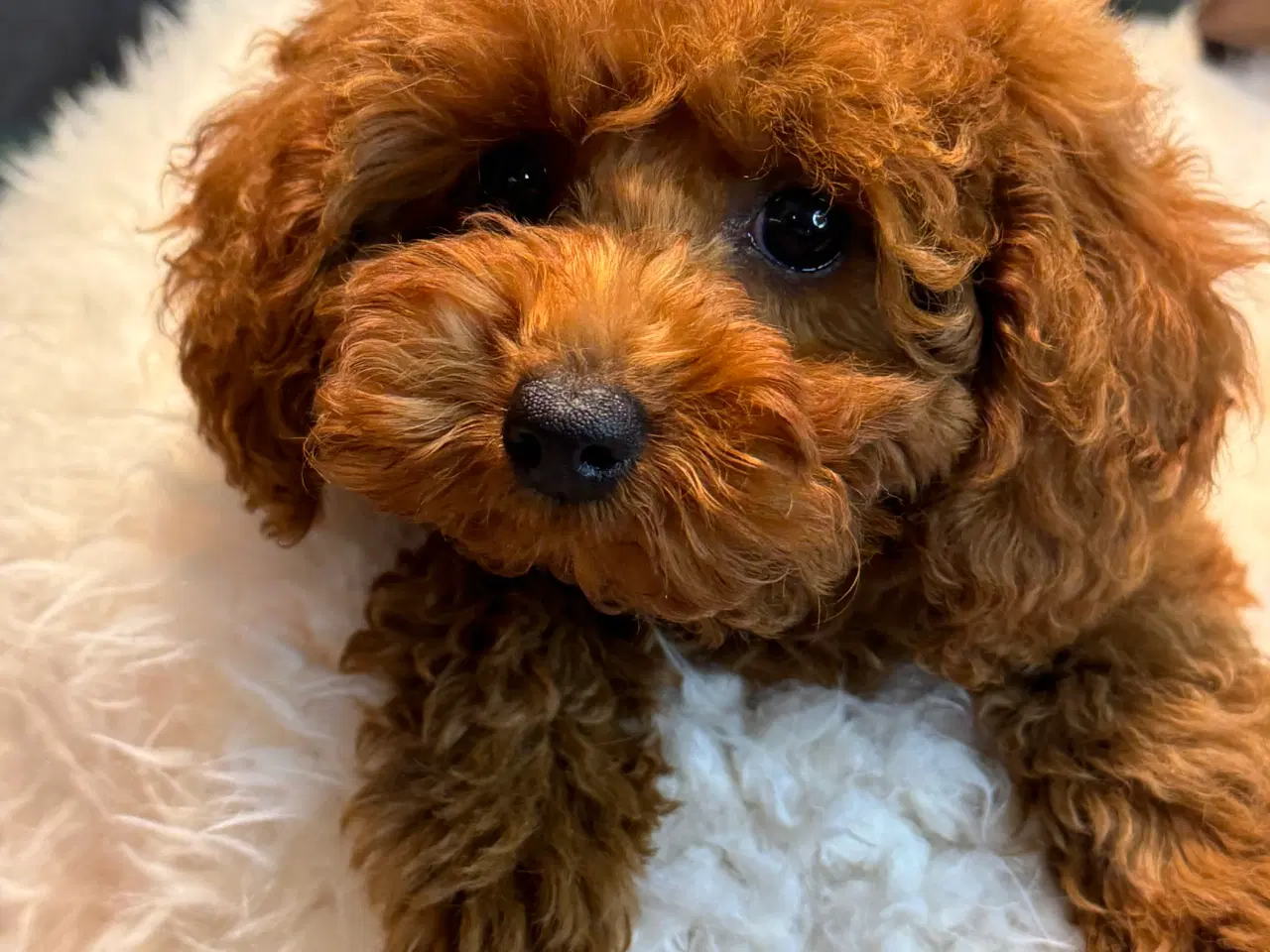 Billede 9 - Maltipoo  Rejseklar  ❤️🐾