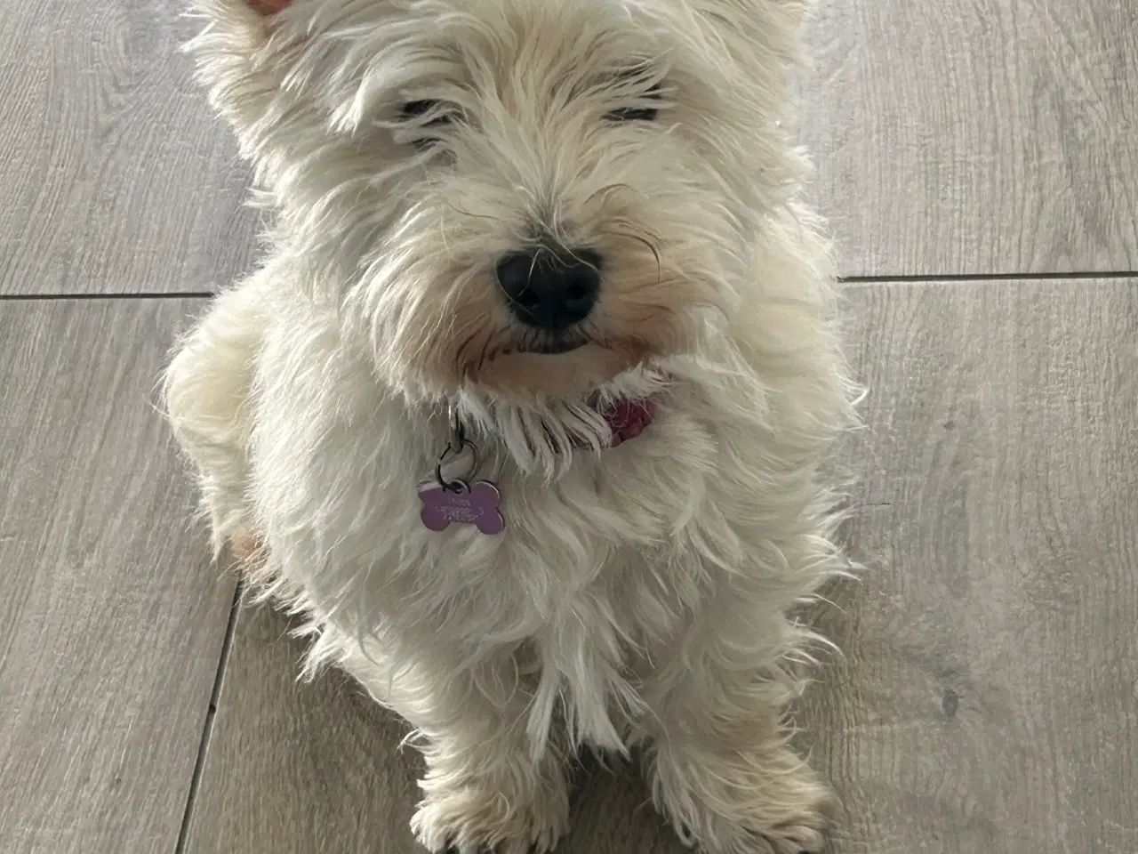 Billede 4 - West highland White terrier 