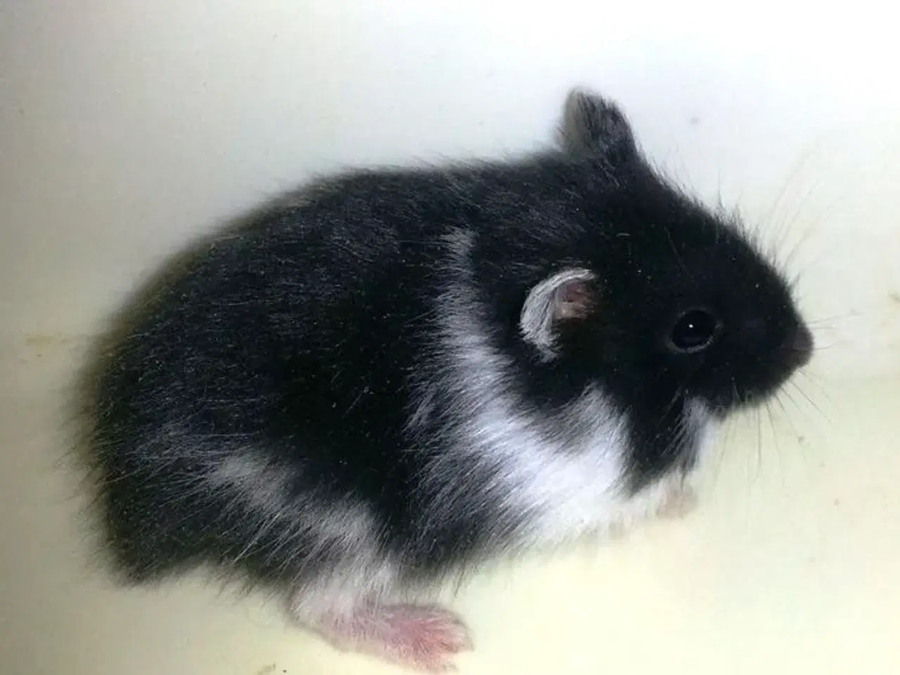 Billede 1 - Hun dværg hamster sælges