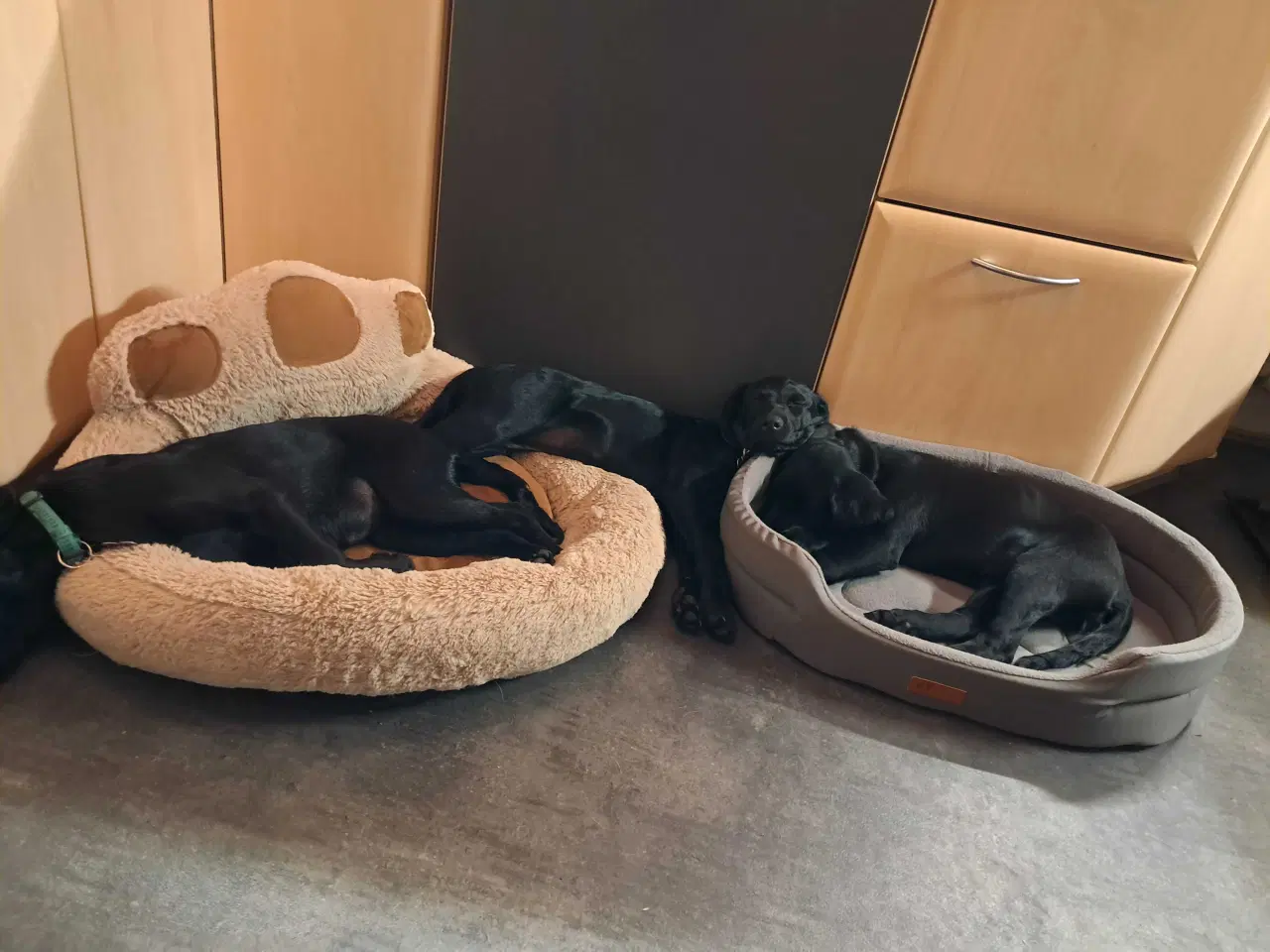 Billede 11 - Springador hvalpe