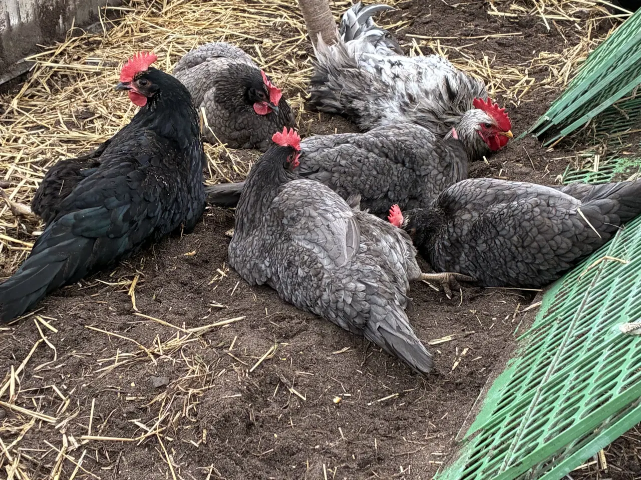 Billede 8 - Daggamle Silverruds blå, 8.3