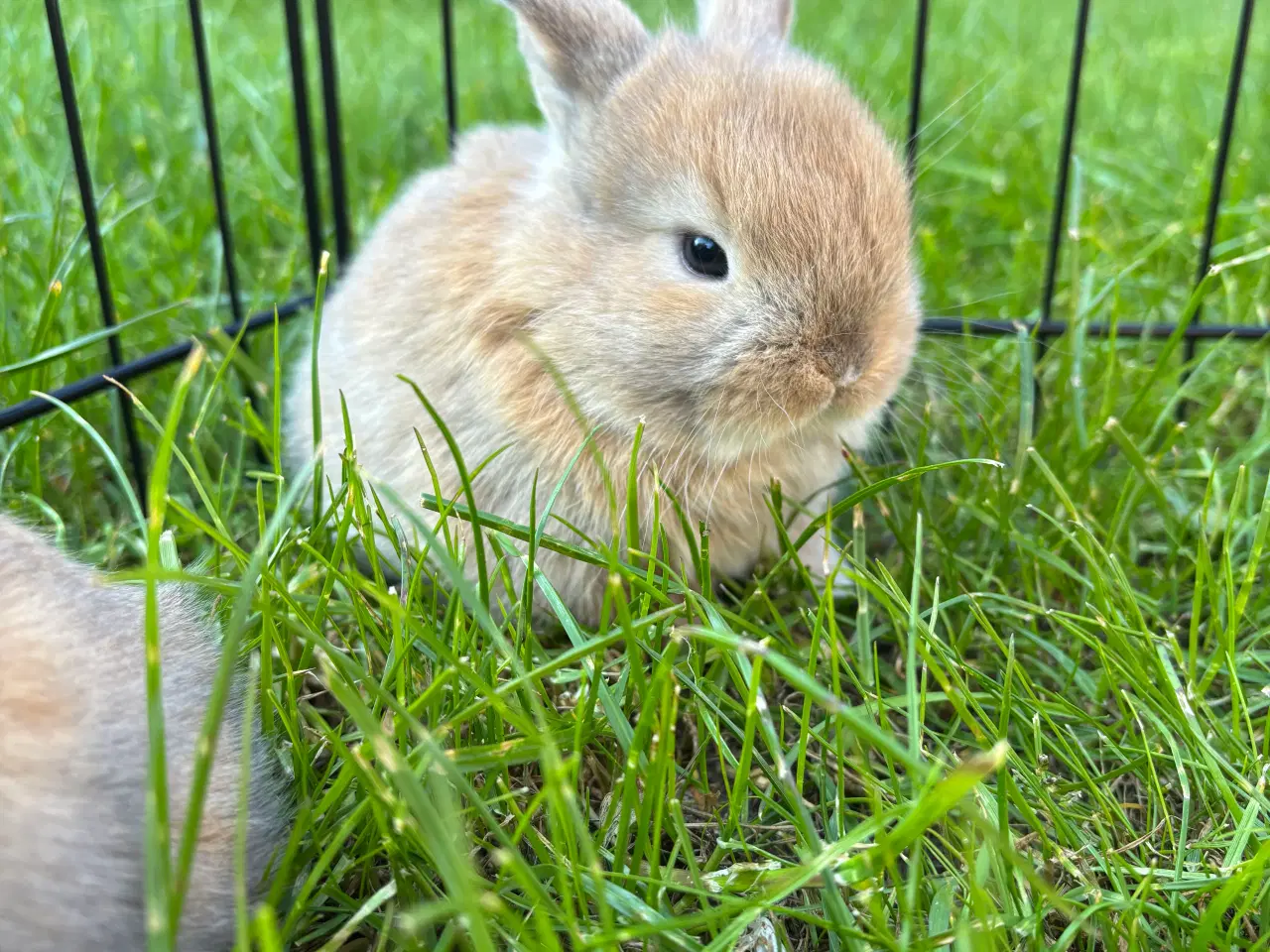 Billede 4 - Mini lop kanin