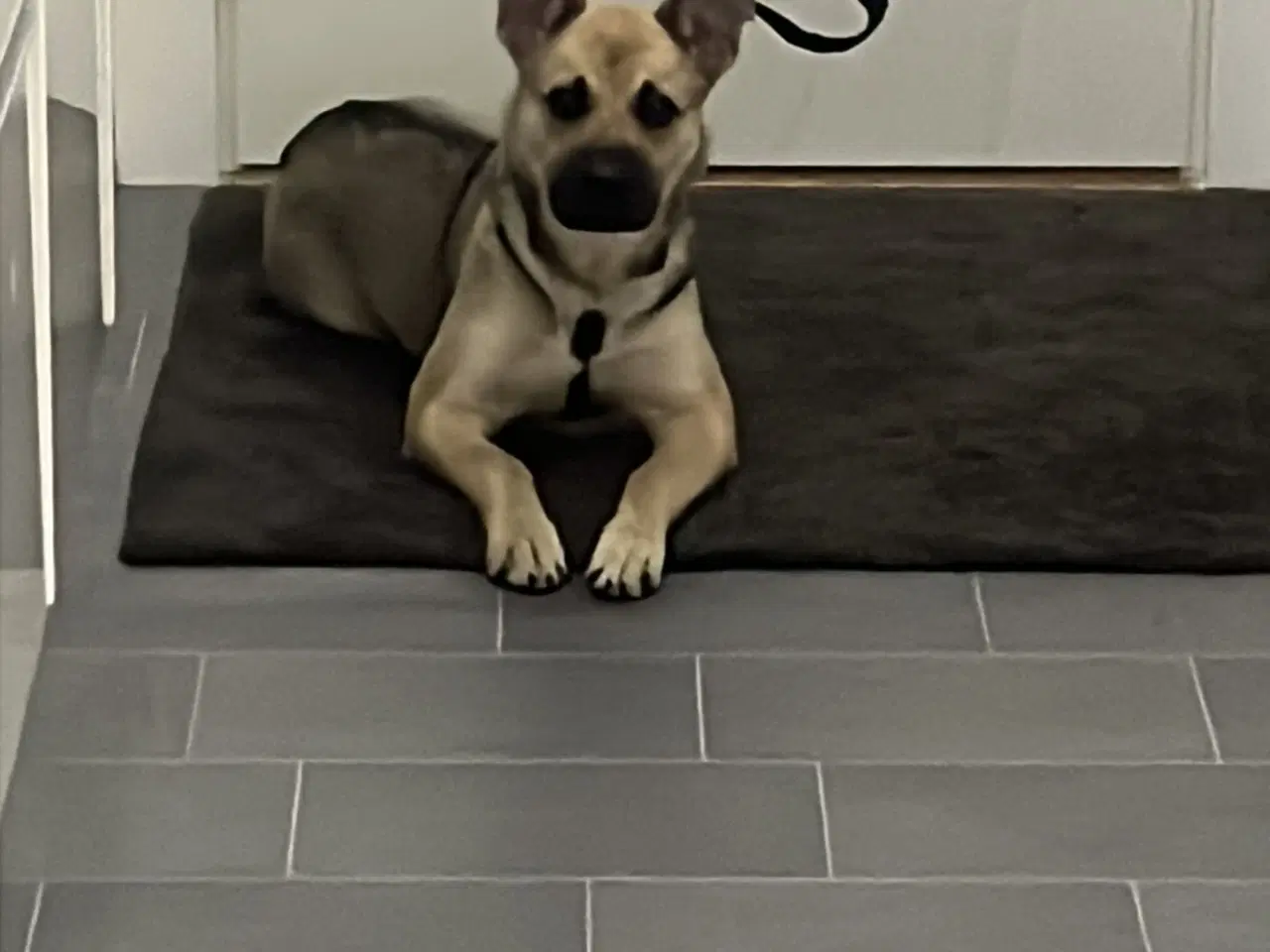 Billede 3 - Rigtig smuk pige hør efter og elsker at går en tur