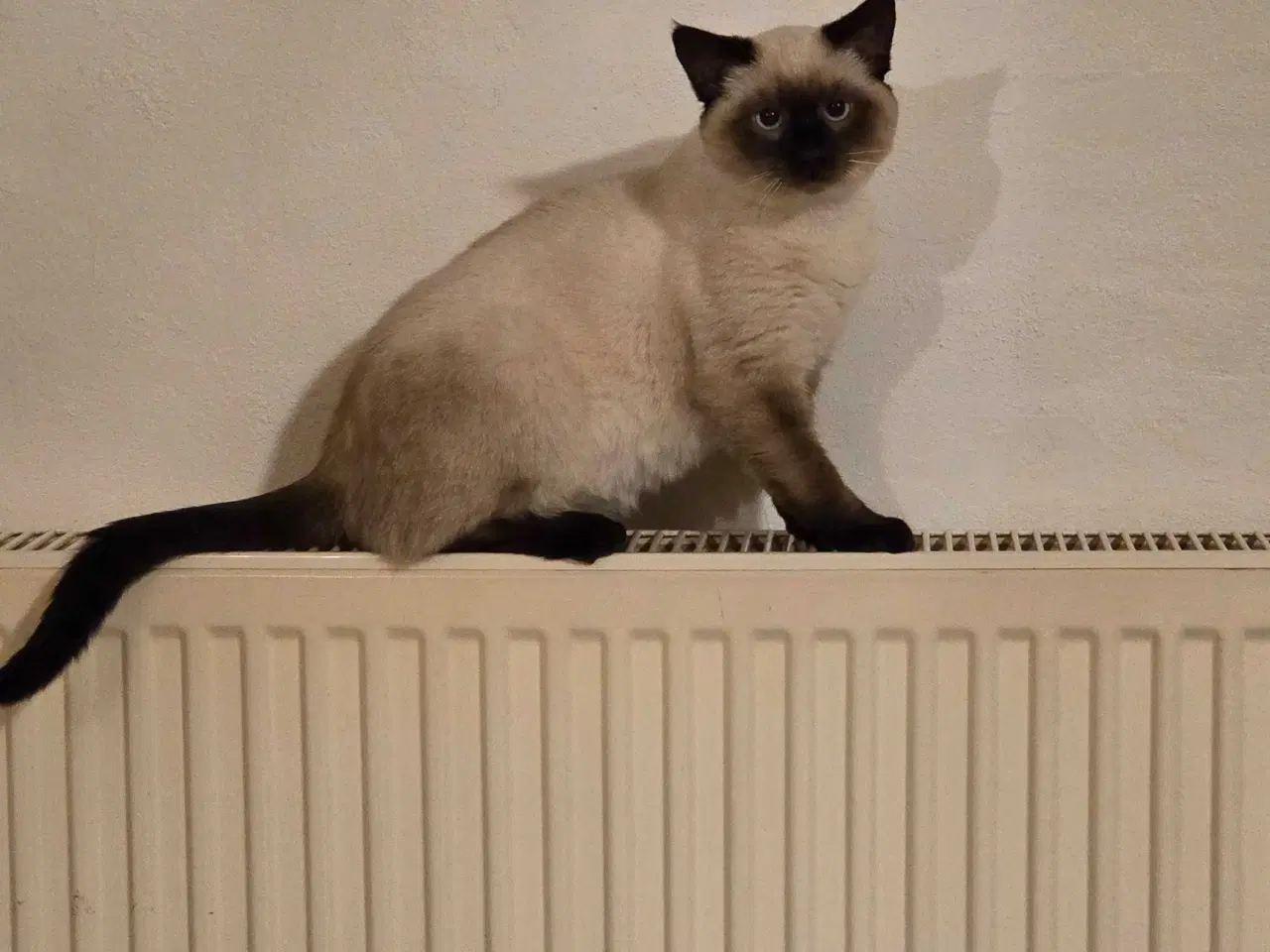 Billede 5 - Sødeste han killing