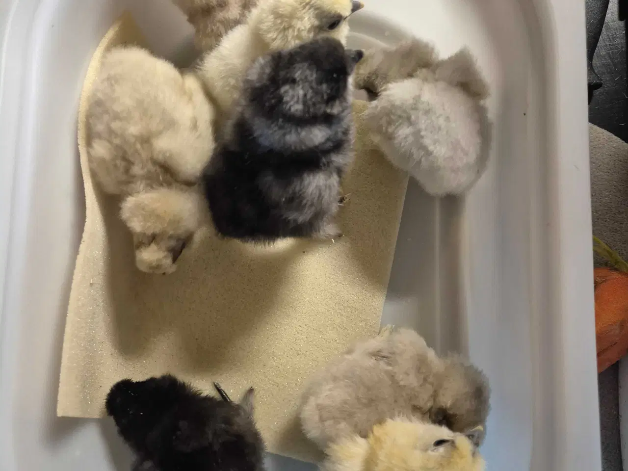 Billede 2 - Kyllinger silkehøns 