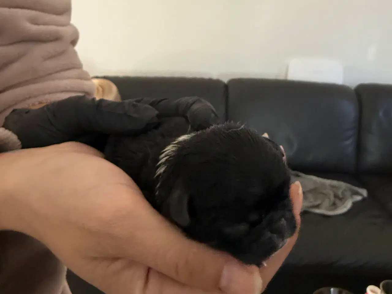 Billede 13 - Mops hvalpe