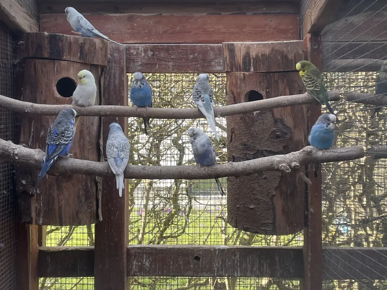 Billede 2 - Engelske undulater