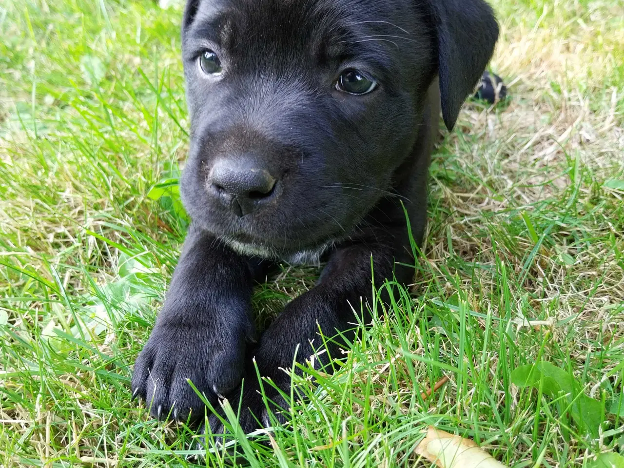 Billede 5 - Labrador/boxer