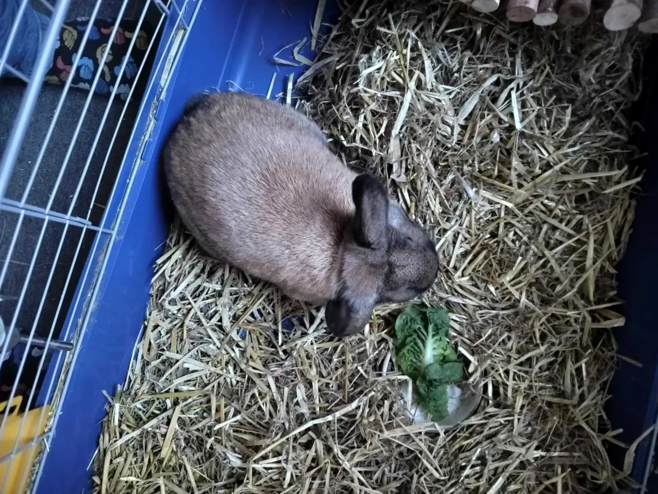 Billede 1 - Kanin sælges med bur