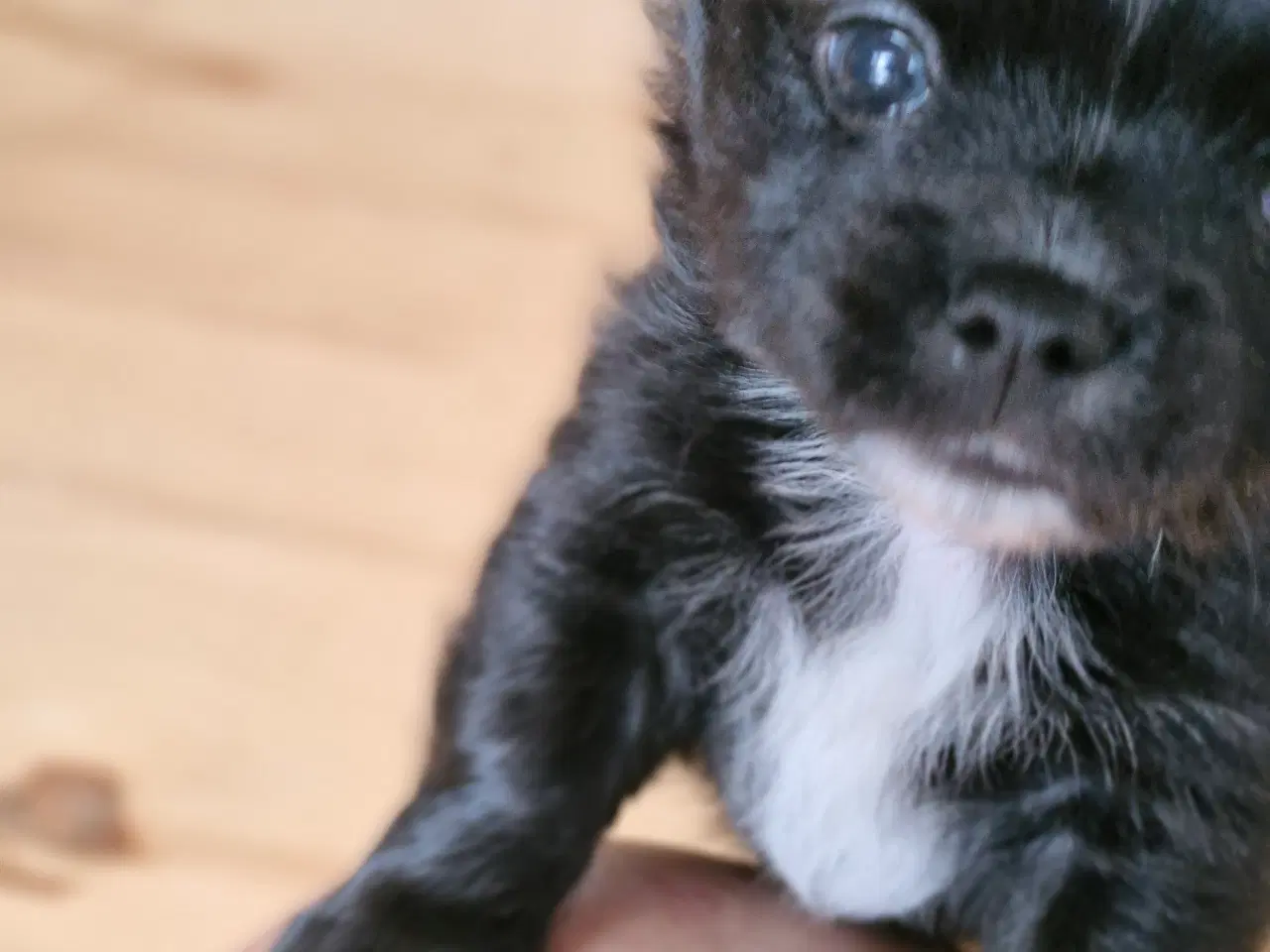Billede 6 - Ægte chihuahua hvalpe 