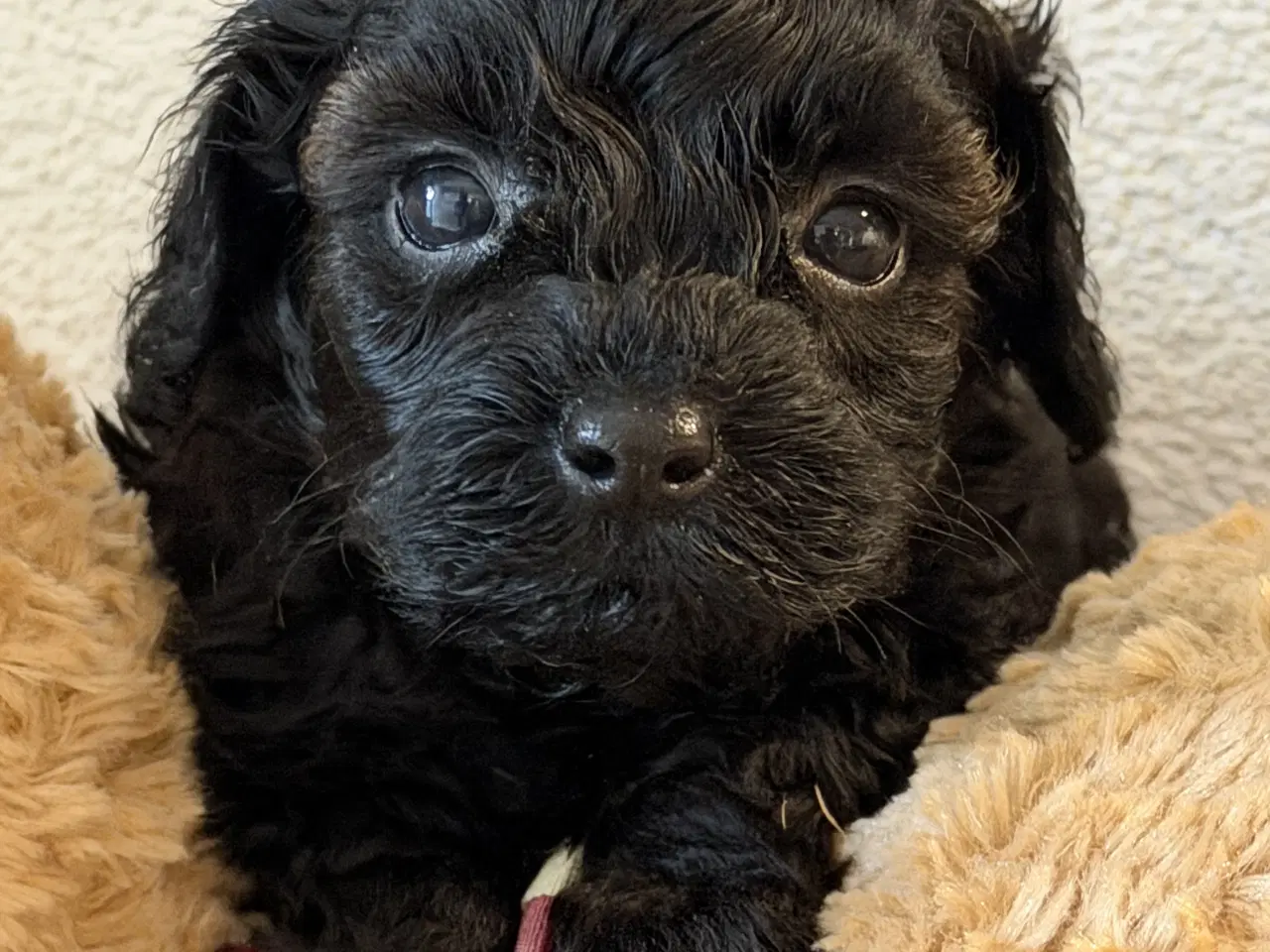 Billede 4 - Havapoo piger