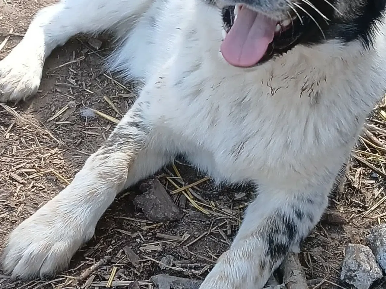 Billede 4 - Vidunderlige Lumos søger et hjem 🩷