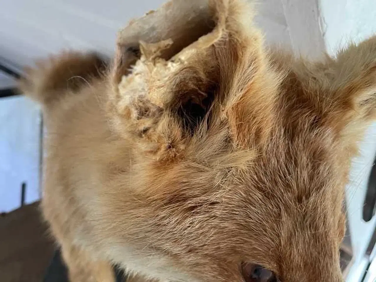 Billede 2 - Hr ræv sælges 