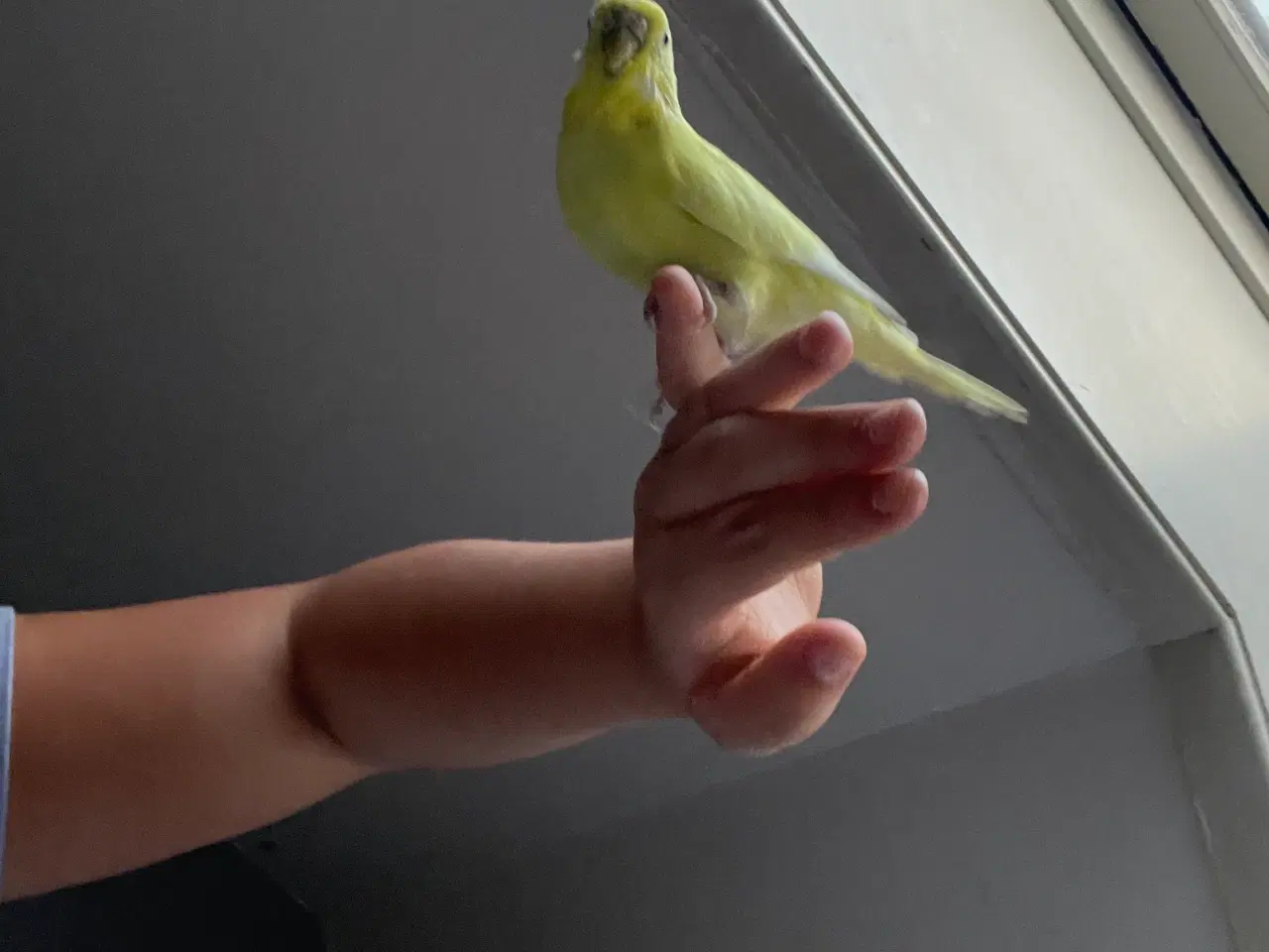 Billede 1 - Undulat unge