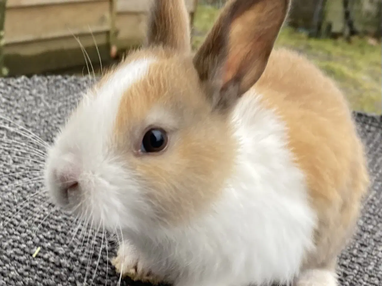 Billede 4 - HOLLÆNDER HAN MADAGASCAR