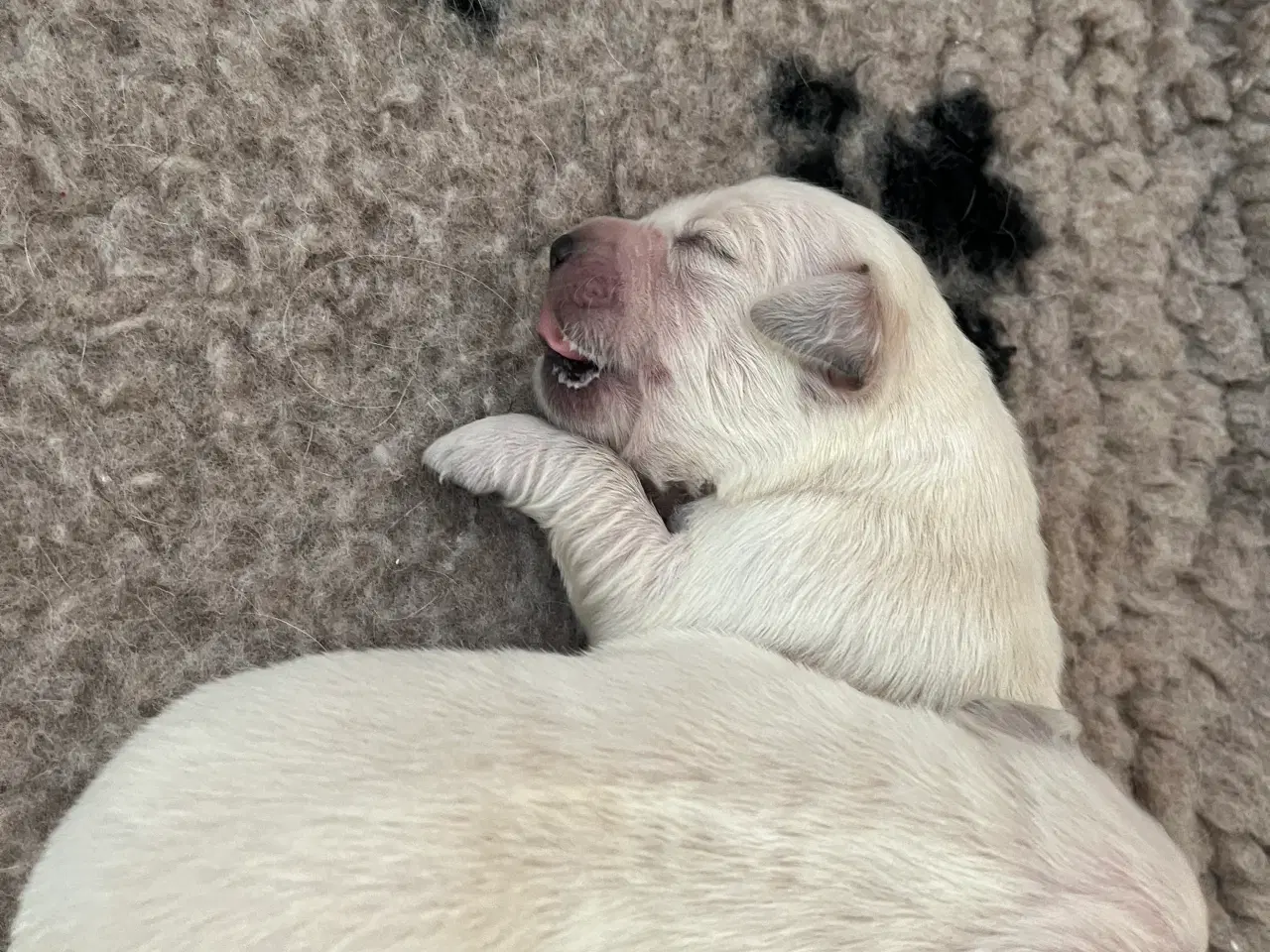 Billede 3 - Skønne Golden Retriever hvalpe til salg