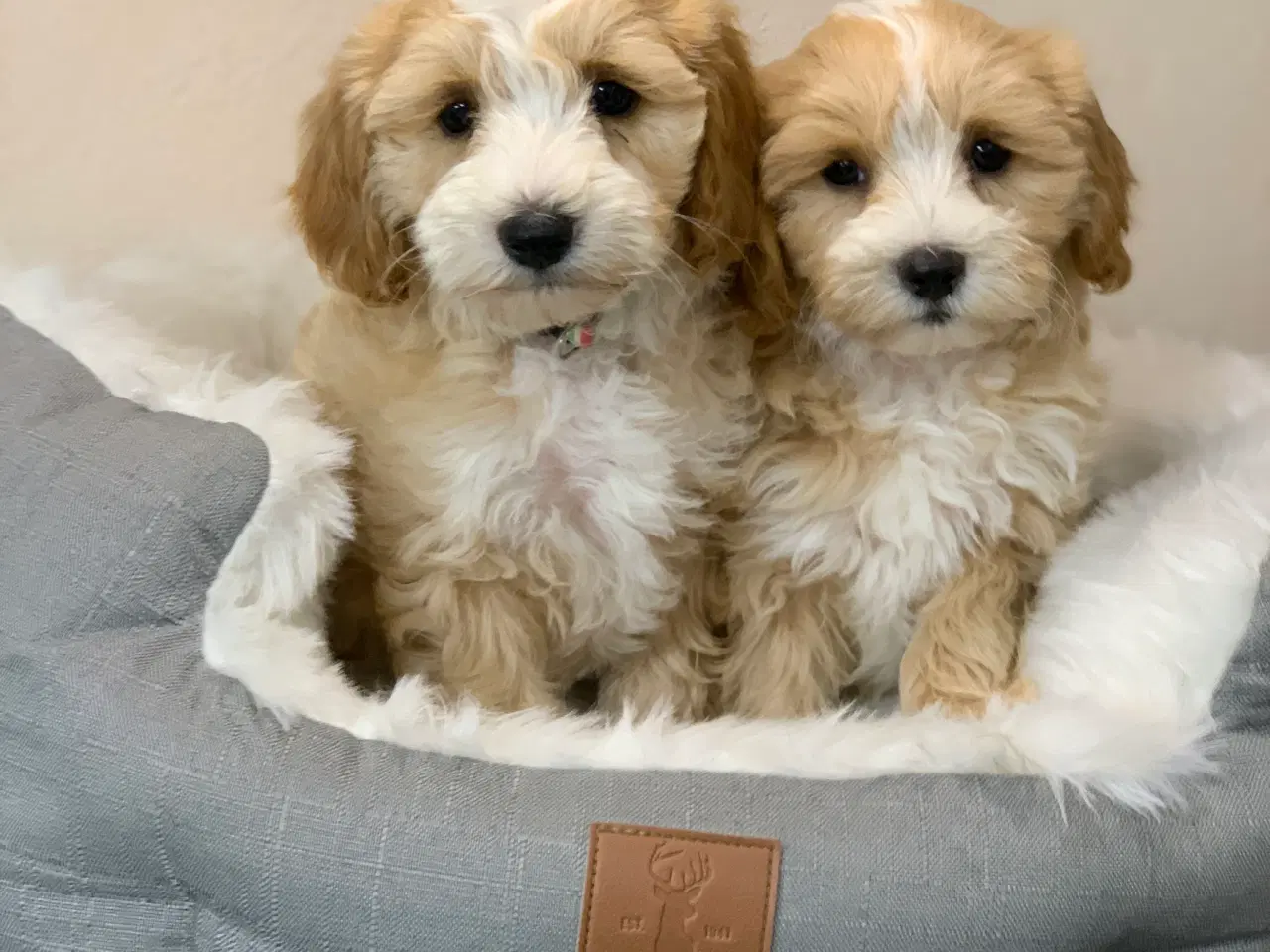 Billede 2 -  Maltipoo dreng er rejse klar nu!
