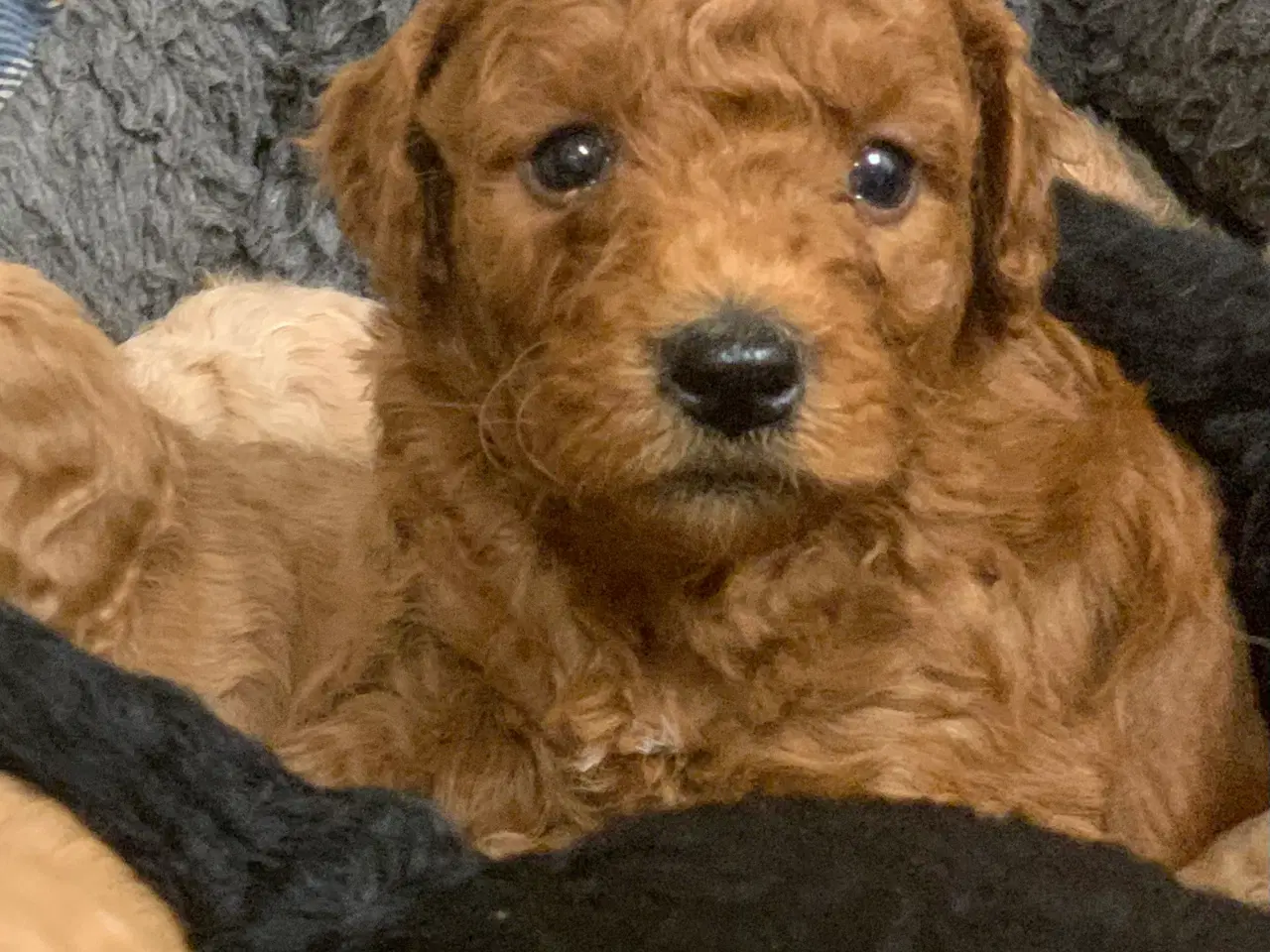 Billede 4 - Mini Golden Doodle babyer 