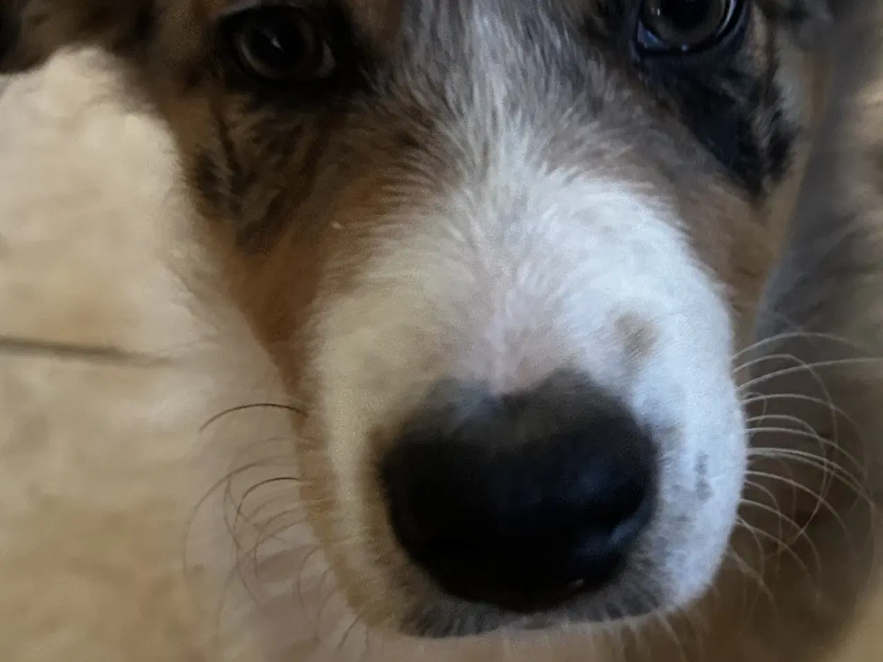 Billede 6 - Australian shepherd pige hvalp på 10 uger